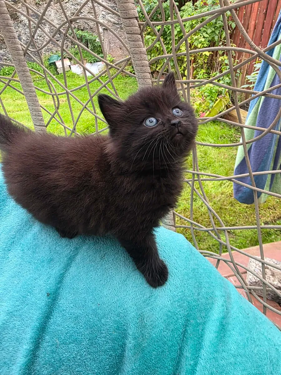 Kittens for Sale - Image 2