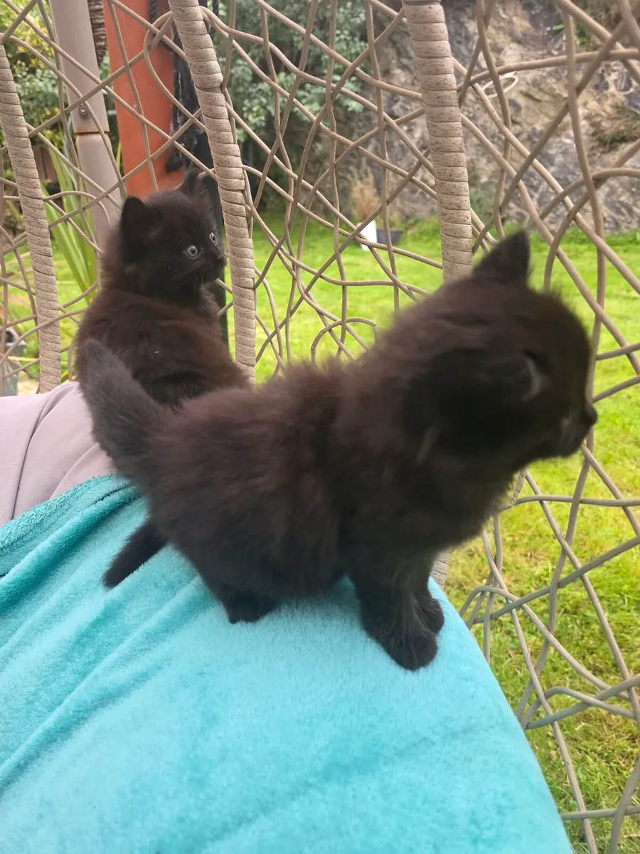 Kittens for Sale - Image 3