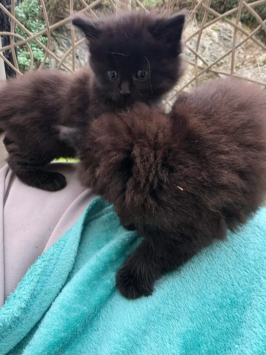Kittens for Sale - Image 4