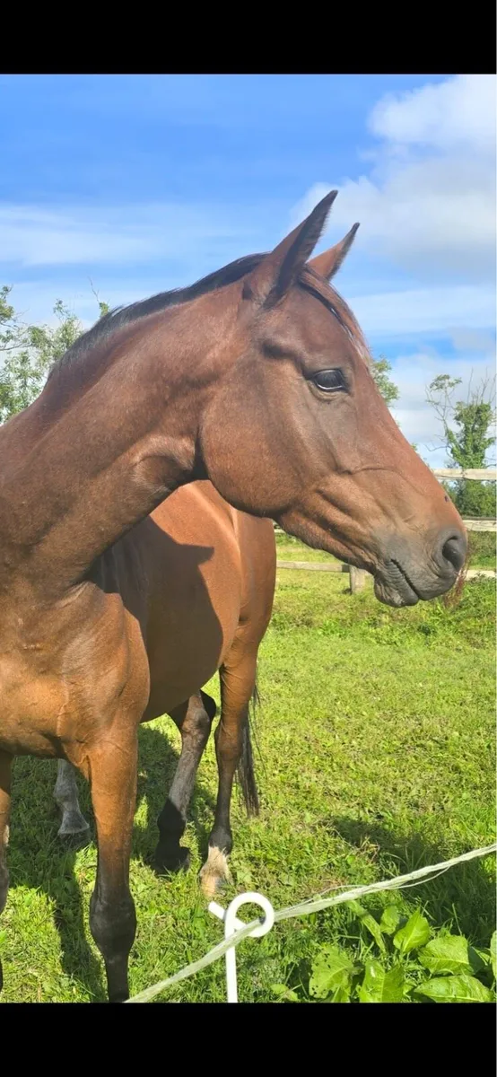 3 year old filly - Image 2