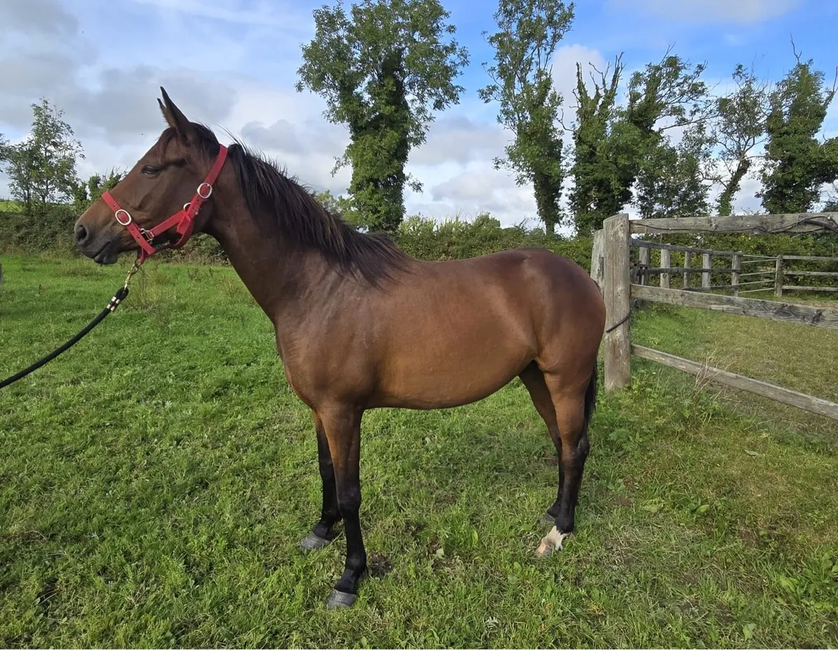 3 year old filly - Image 1