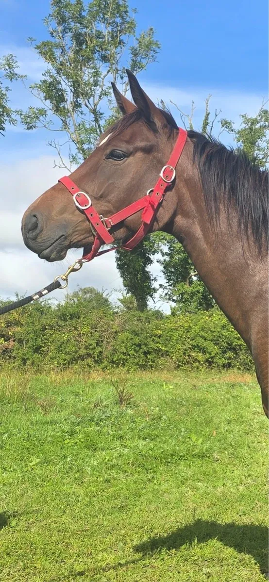 3 year old filly - Image 3