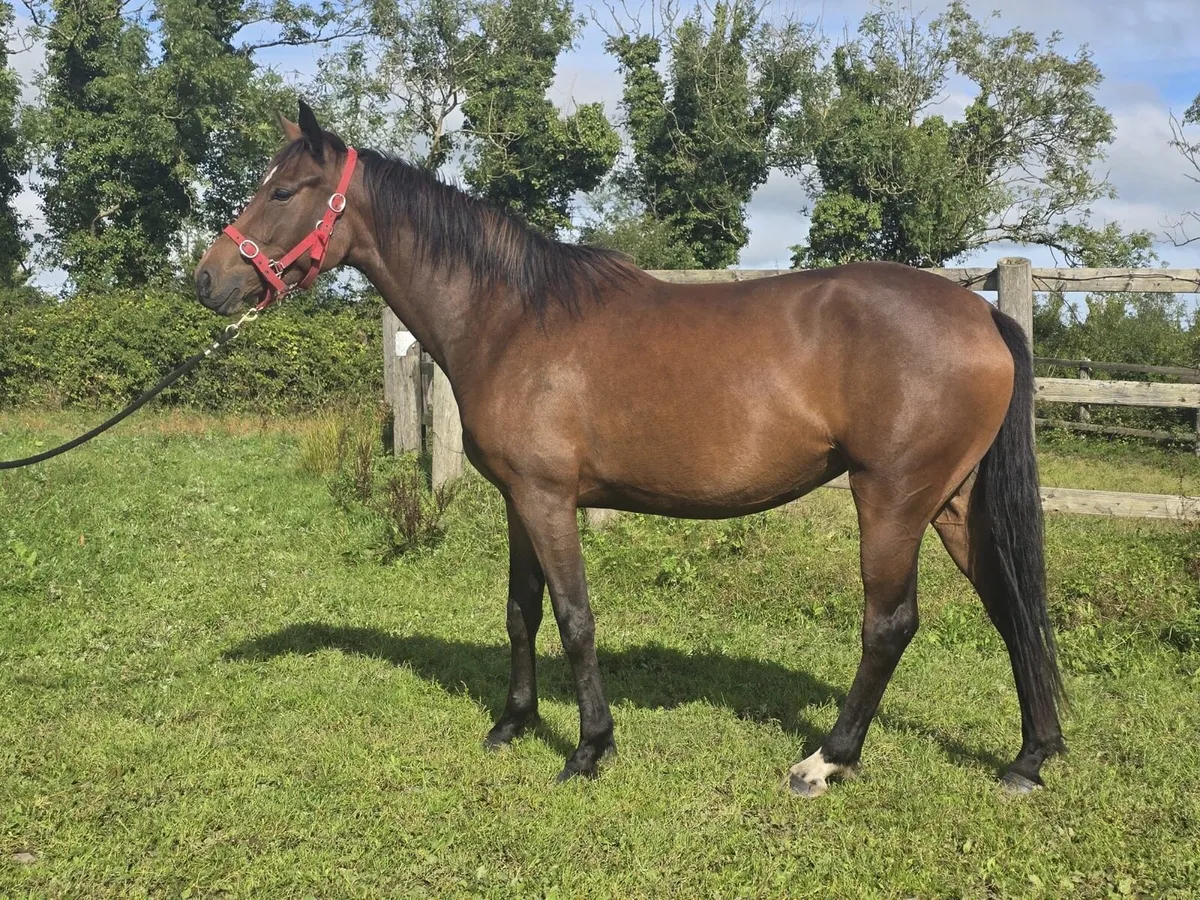 3 year old filly - Image 4