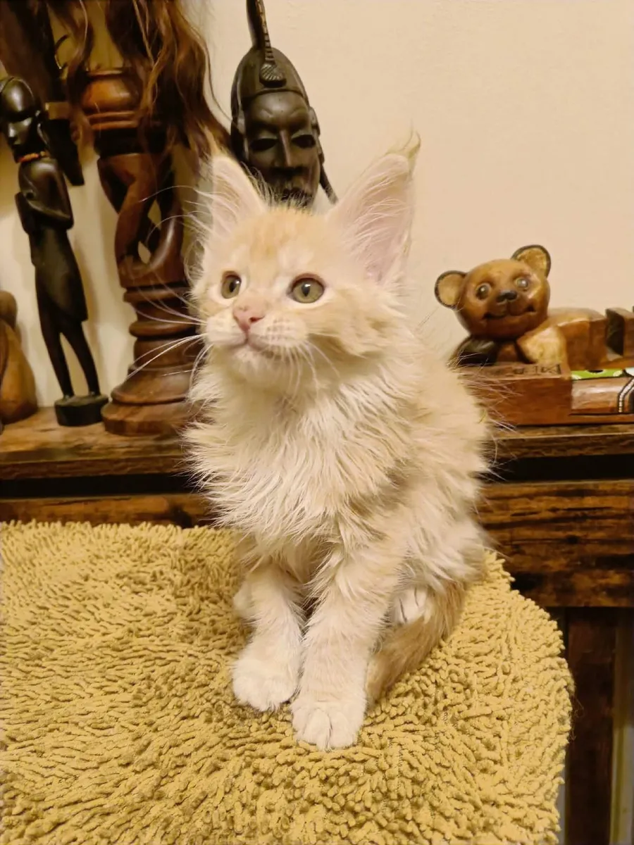 Maine Coon girl Indy for sale — registered with WC - Image 1