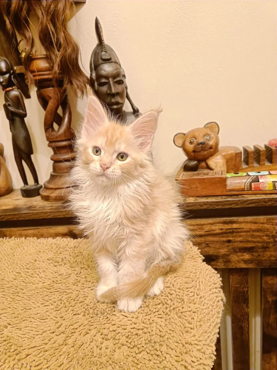 Maine Coon girl Indy for sale — registered with WC - Image 2