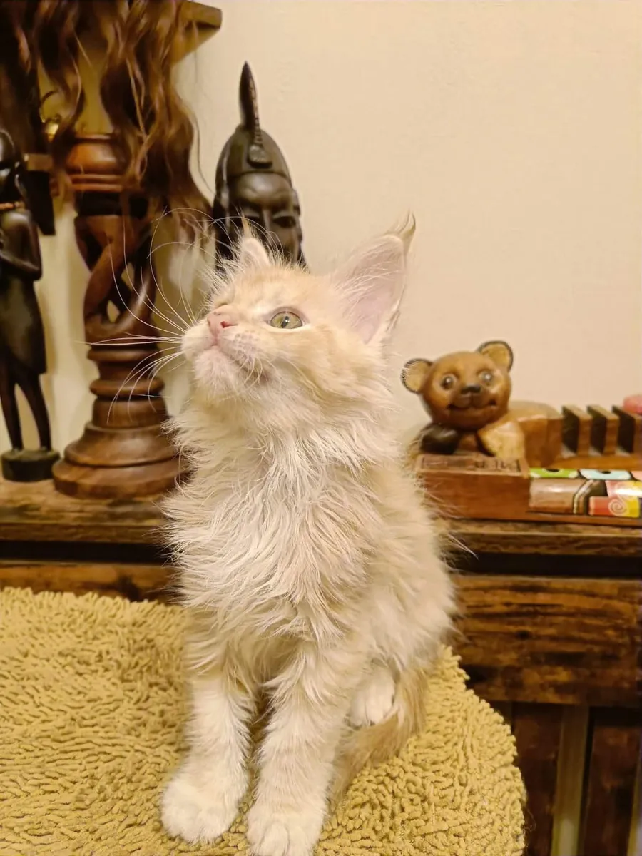 Maine Coon girl Indy for sale — registered with WC - Image 3