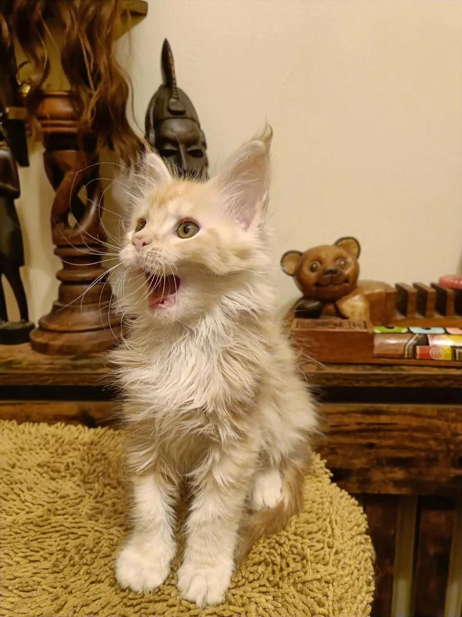Maine Coon girl Indy for sale — registered with WC - Image 4