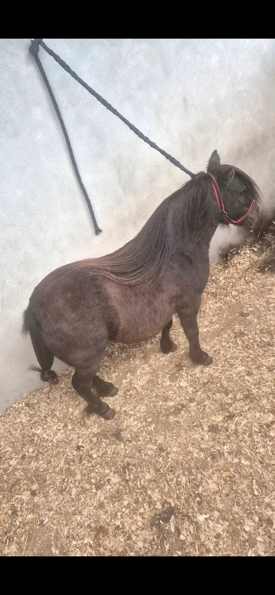 Pony - Image 1