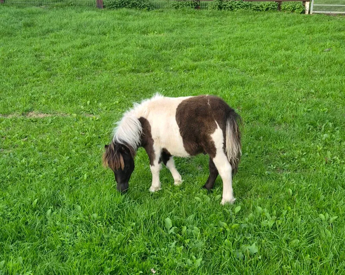 Pony - Image 2