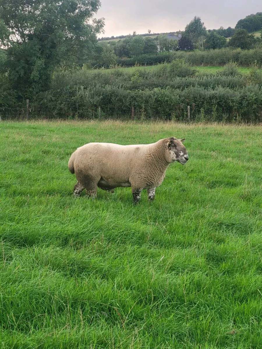 Speckle Ram - Image 1