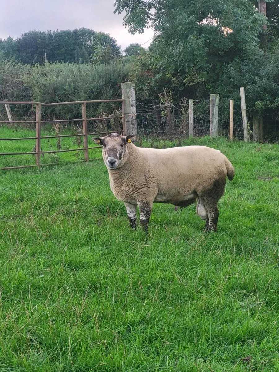 Speckle Ram - Image 2
