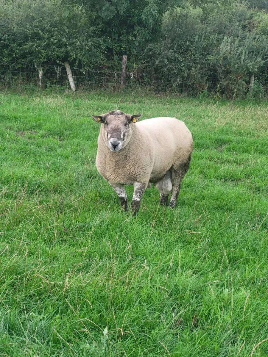 Speckle Ram - Image 3