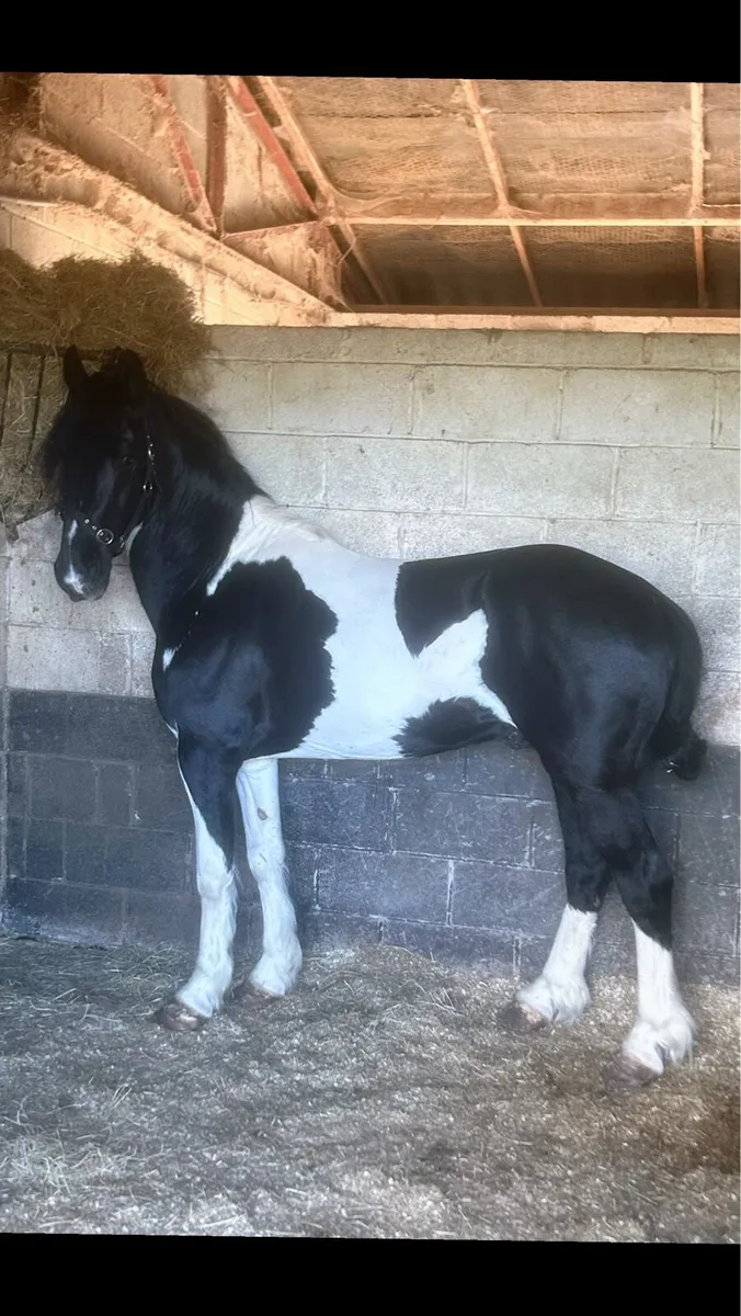 Rolo Friesian x stallion for sale - Image 2