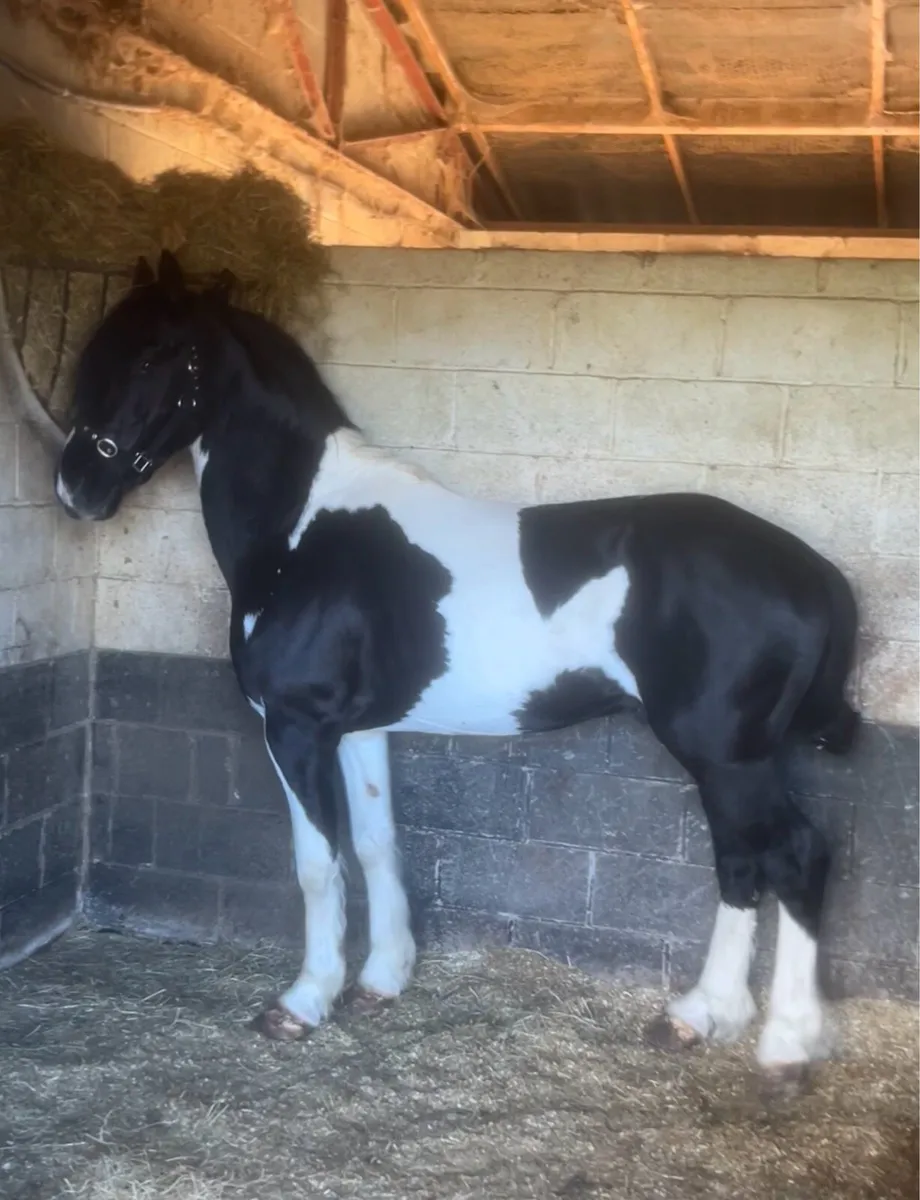 Rolo Friesian x stallion for sale - Image 3