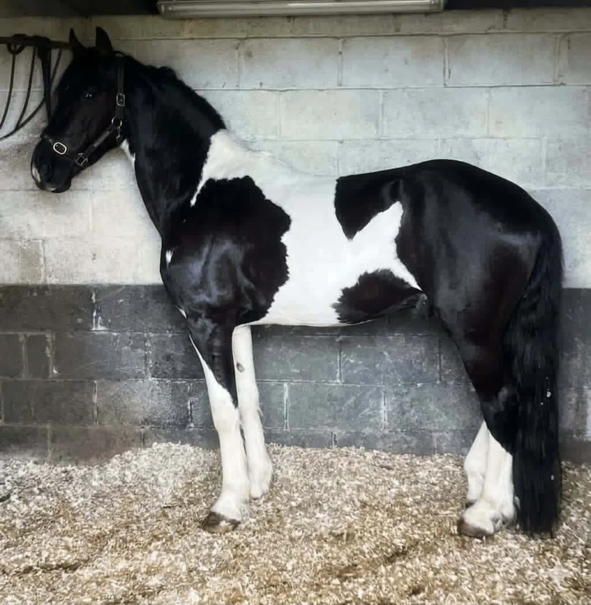 Rolo Friesian x stallion for sale - Image 4