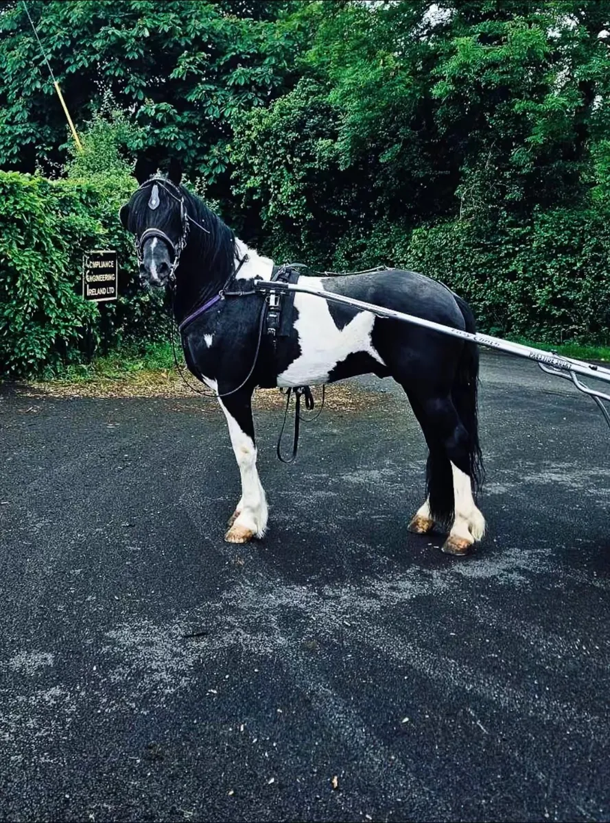 Rolo Friesian x stallion for sale - Image 1
