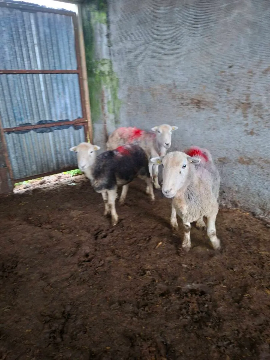 HERDWICK EWES - Image 1