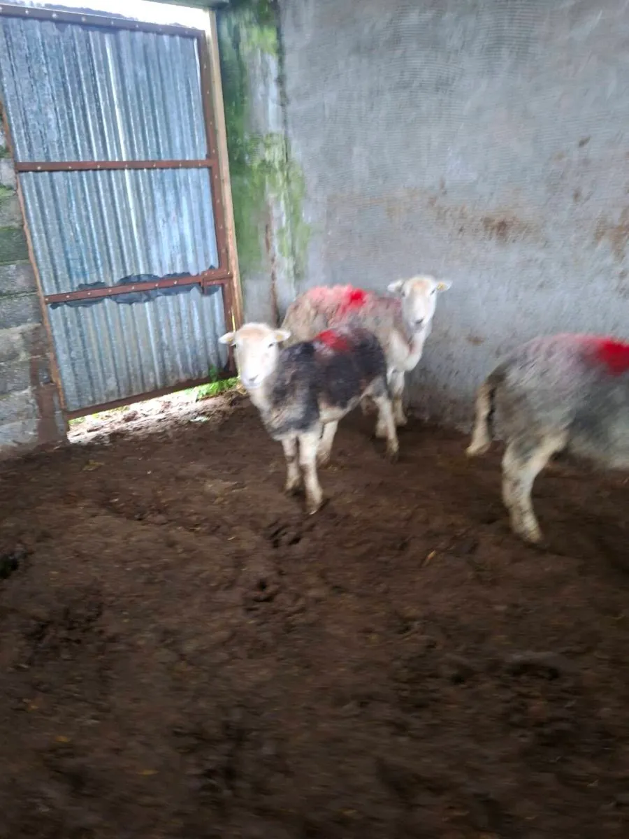HERDWICK EWES - Image 2