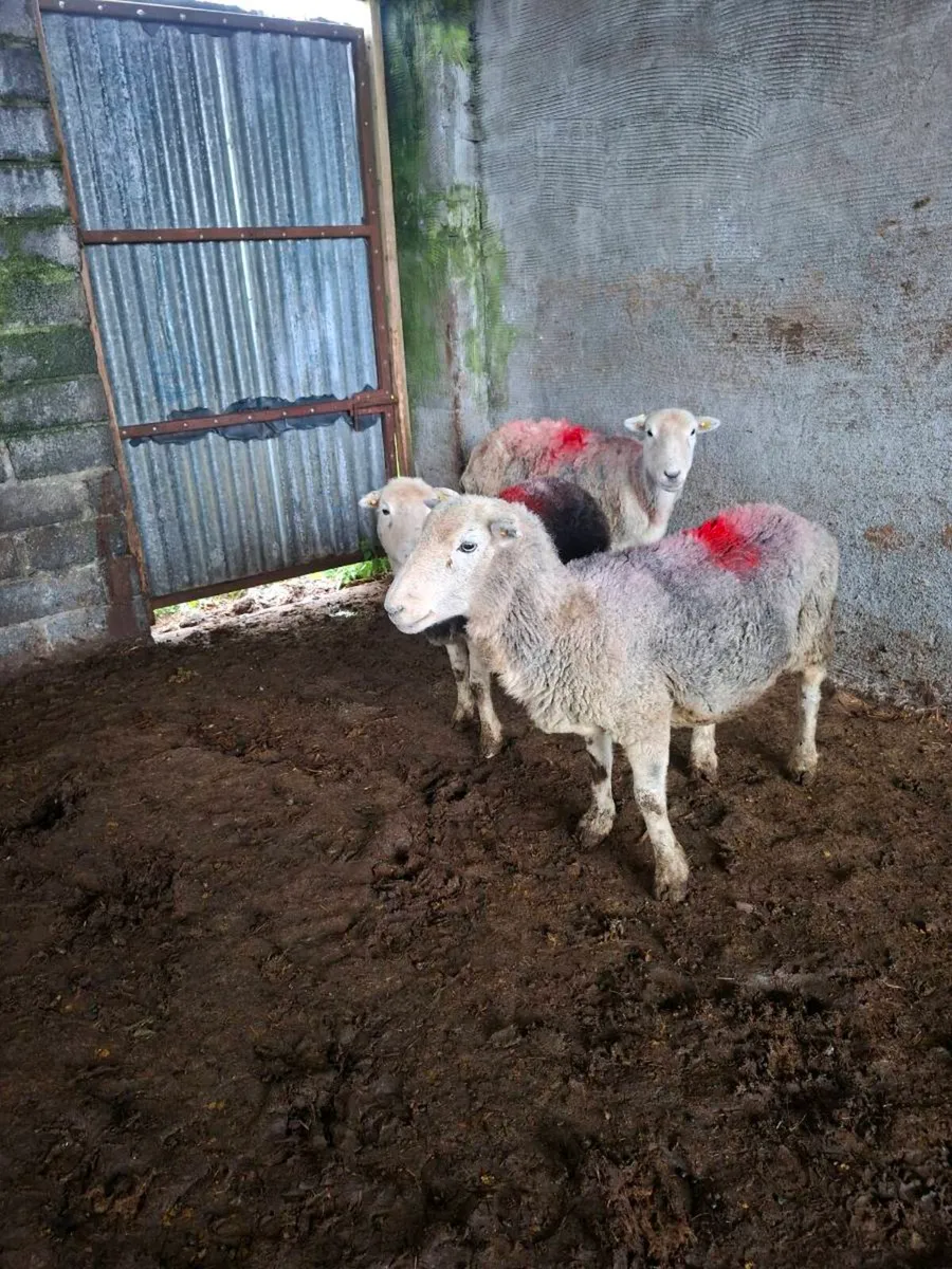 HERDWICK EWES - Image 3