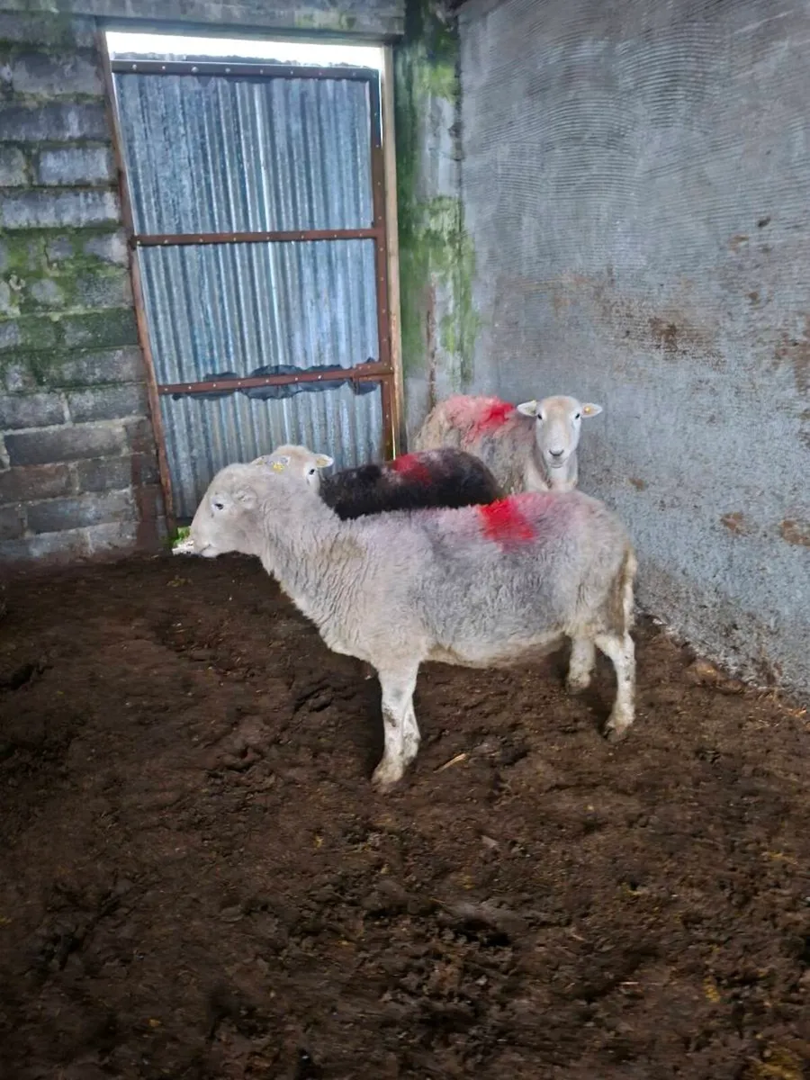 HERDWICK EWES - Image 4