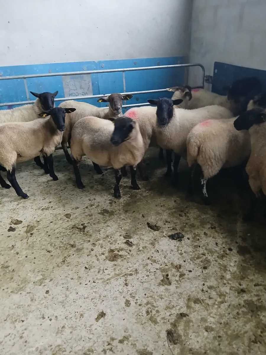 10 Suffolk hoggets
