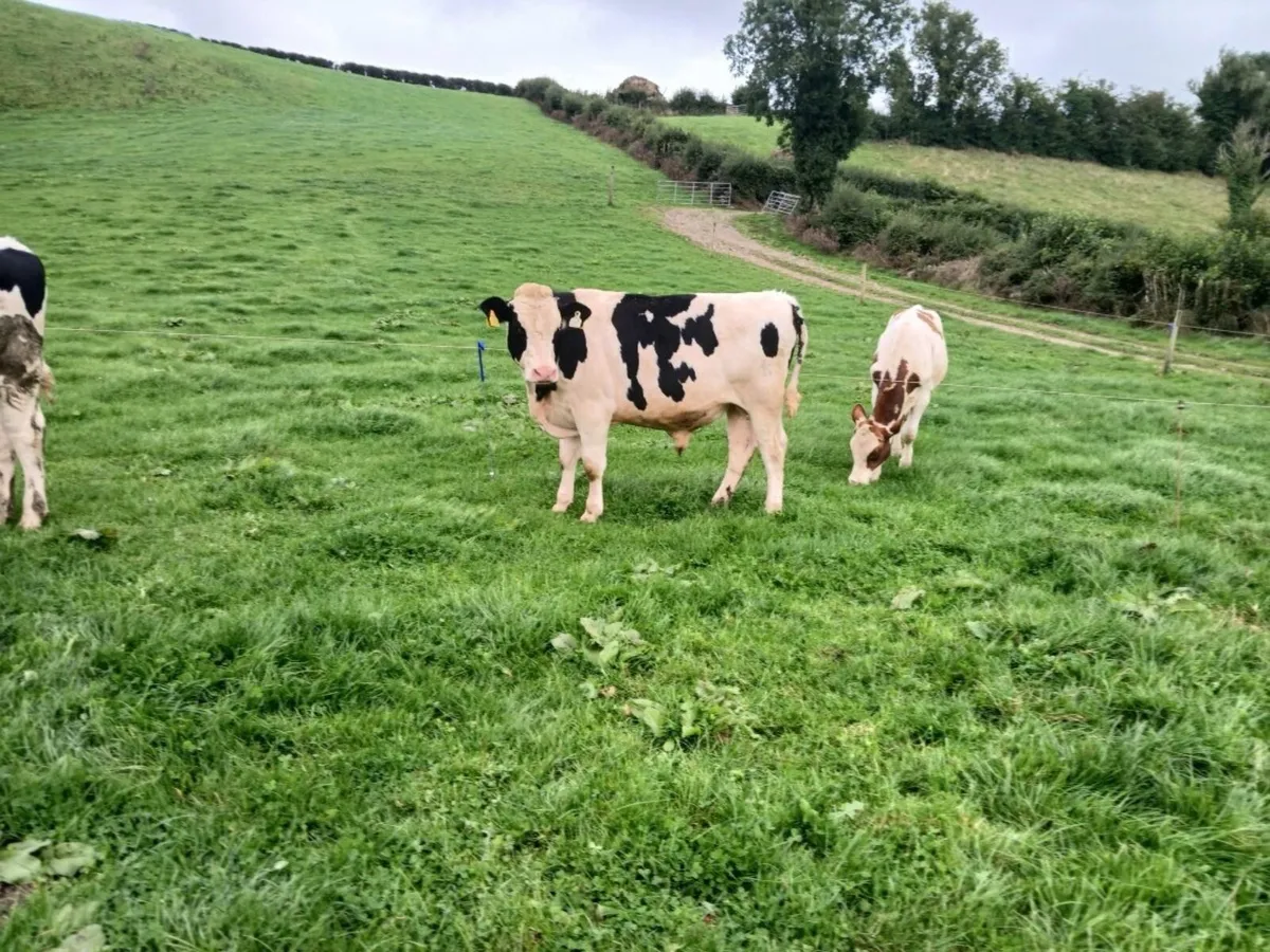 Friesian bulls - Image 1