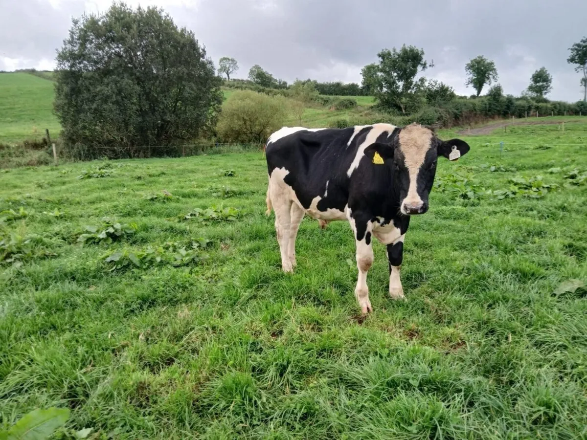 Friesian bulls - Image 2