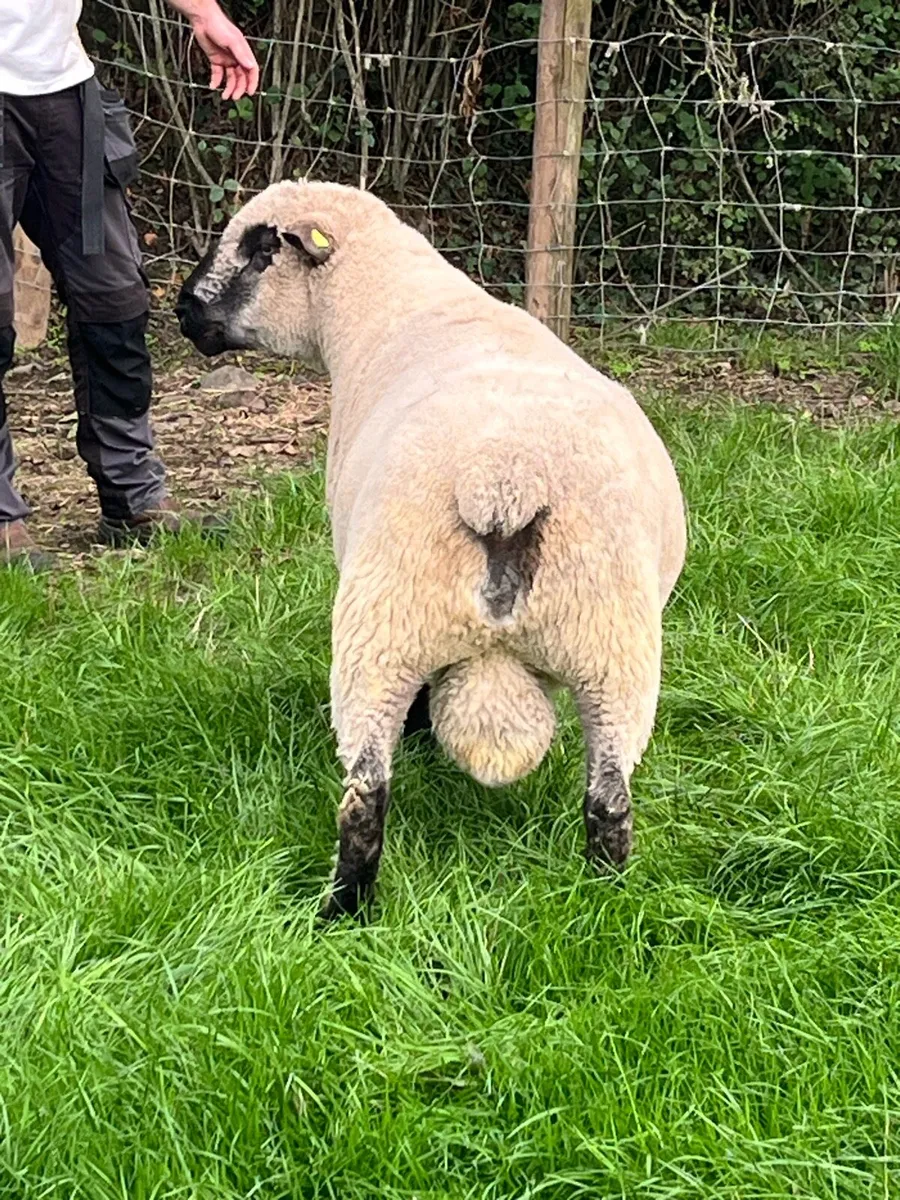 Hampshire Down Senior Ram - Image 2