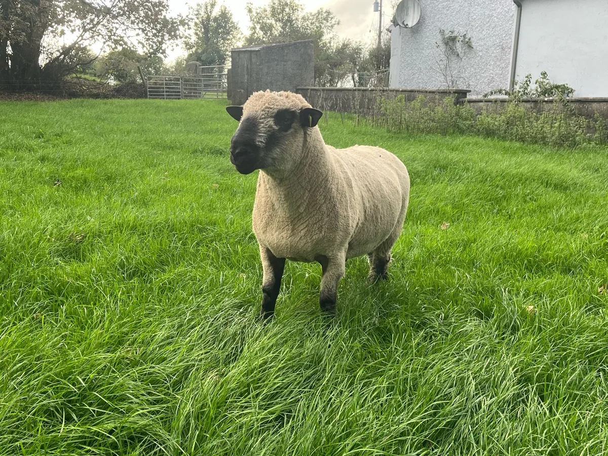Hampshire Down Senior Ram - Image 3
