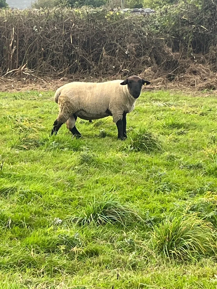 ▪️suffolk ram▪️ - Image 1