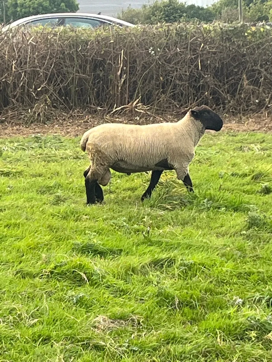 ▪️suffolk ram▪️ - Image 2