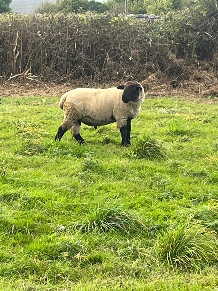 ▪️suffolk ram▪️ - Image 3
