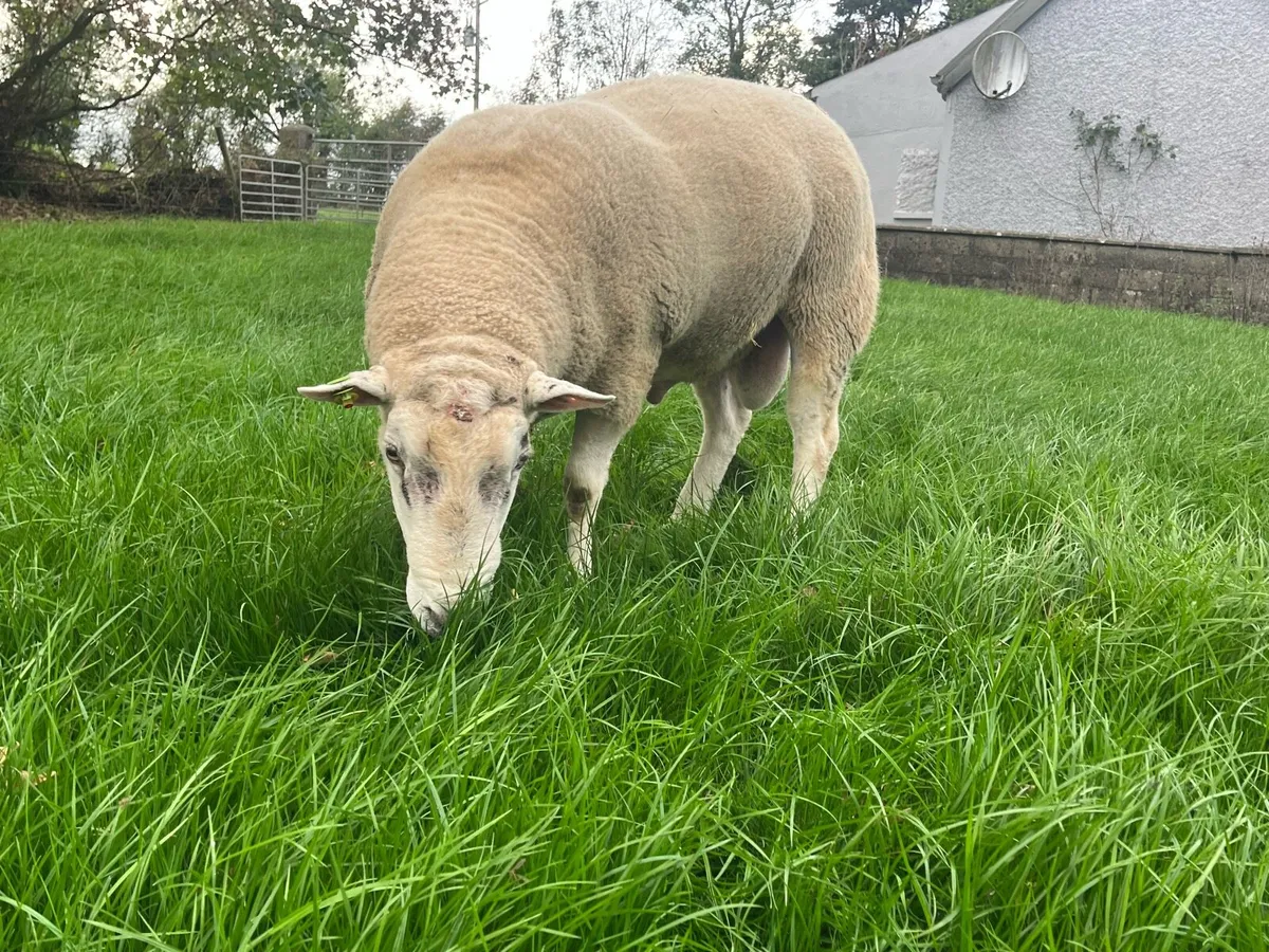 Belclare ram - Image 1