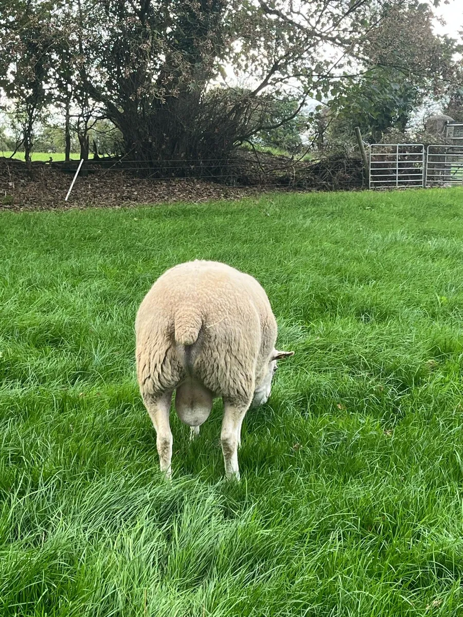 Belclare ram - Image 2