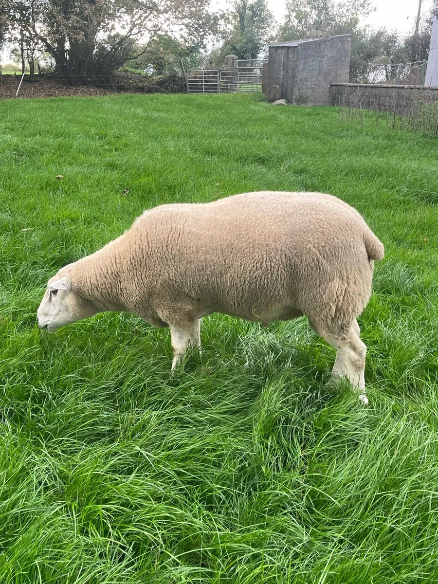 Belclare ram - Image 3