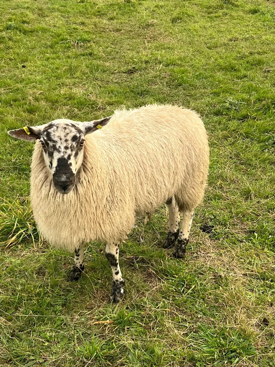 🔹Texel cross ram lamb🔹 - Image 2