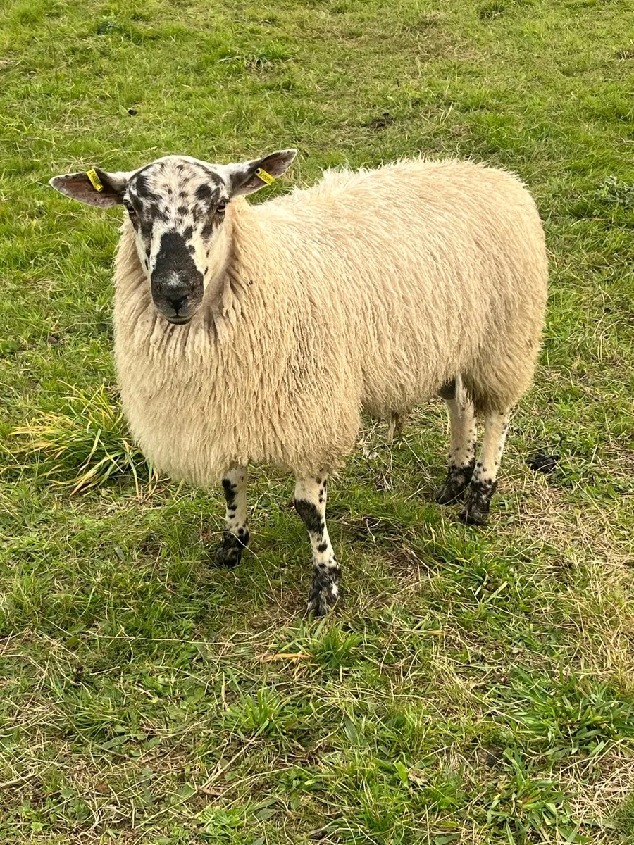 🔹Texel cross ram lamb🔹 - Image 1