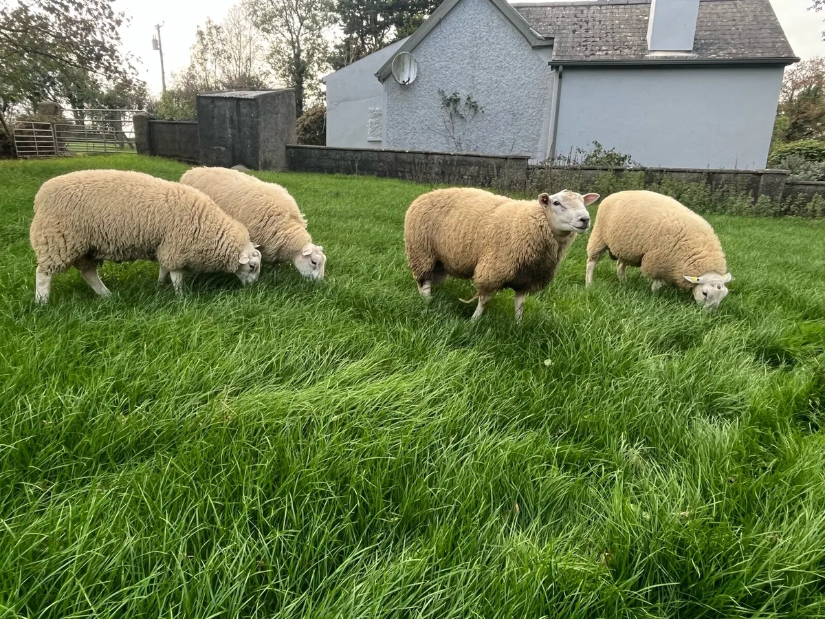 Belclare Ram Lambs - Image 3