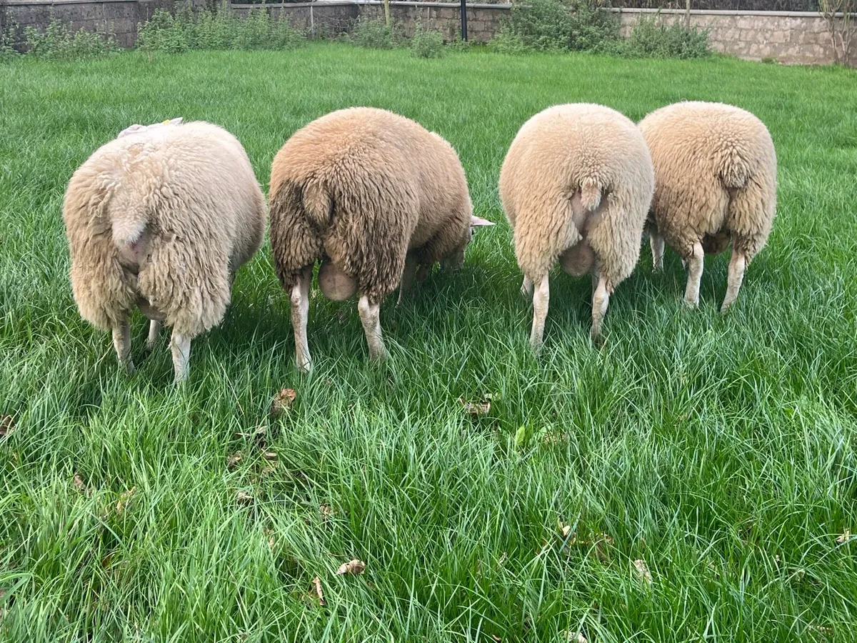 Belclare Ram Lambs - Image 4