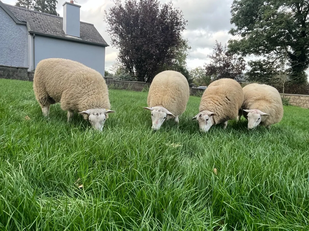 Belclare Ram Lambs - Image 2