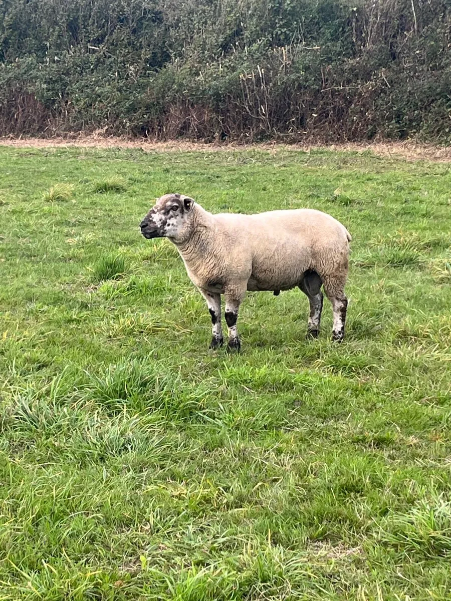 Super suftex hogget ram - Image 3