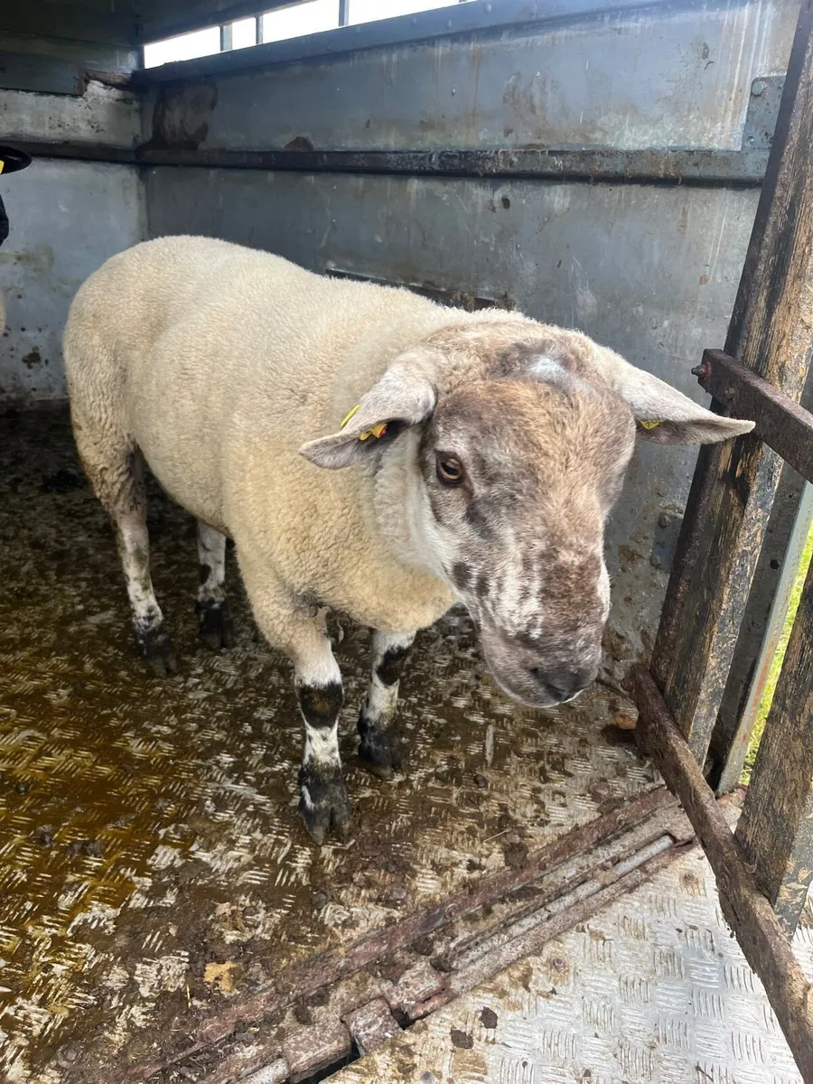 Super suftex hogget ram - Image 1