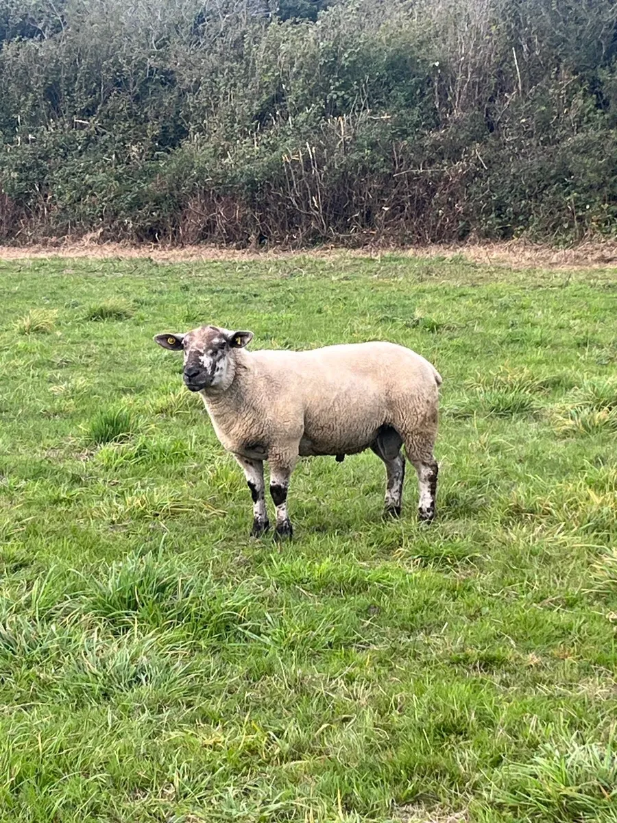 Super suftex hogget ram - Image 2