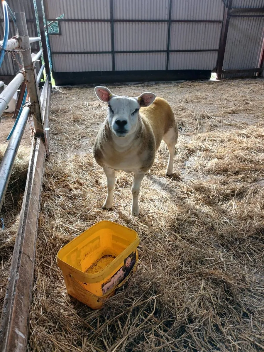 Pedigree texel hogget - Image 2