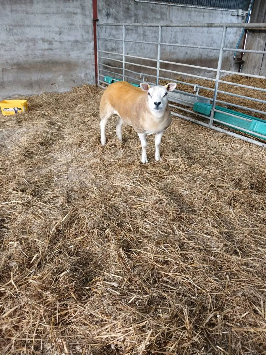Pedigree texel hogget - Image 1