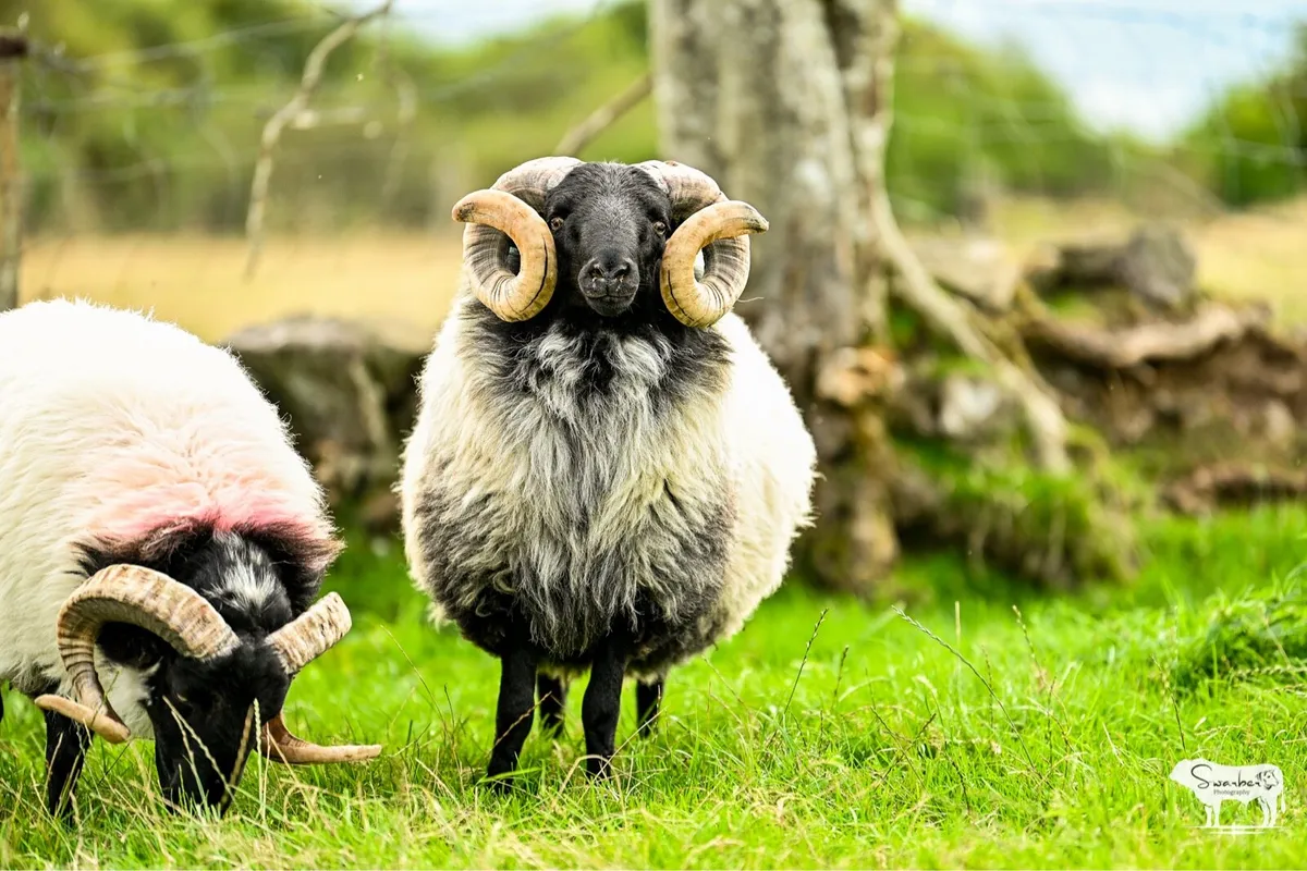 SIS Approved Mayo Connemara blackface hogget rams - Image 2