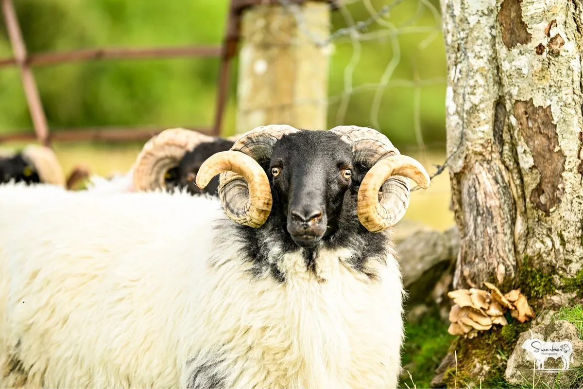 SIS Approved Mayo Connemara blackface hogget rams - Image 1
