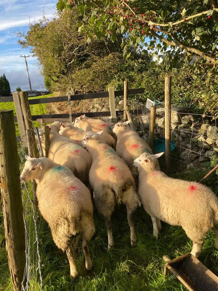 Crossbred Ram Lambs - Image 1