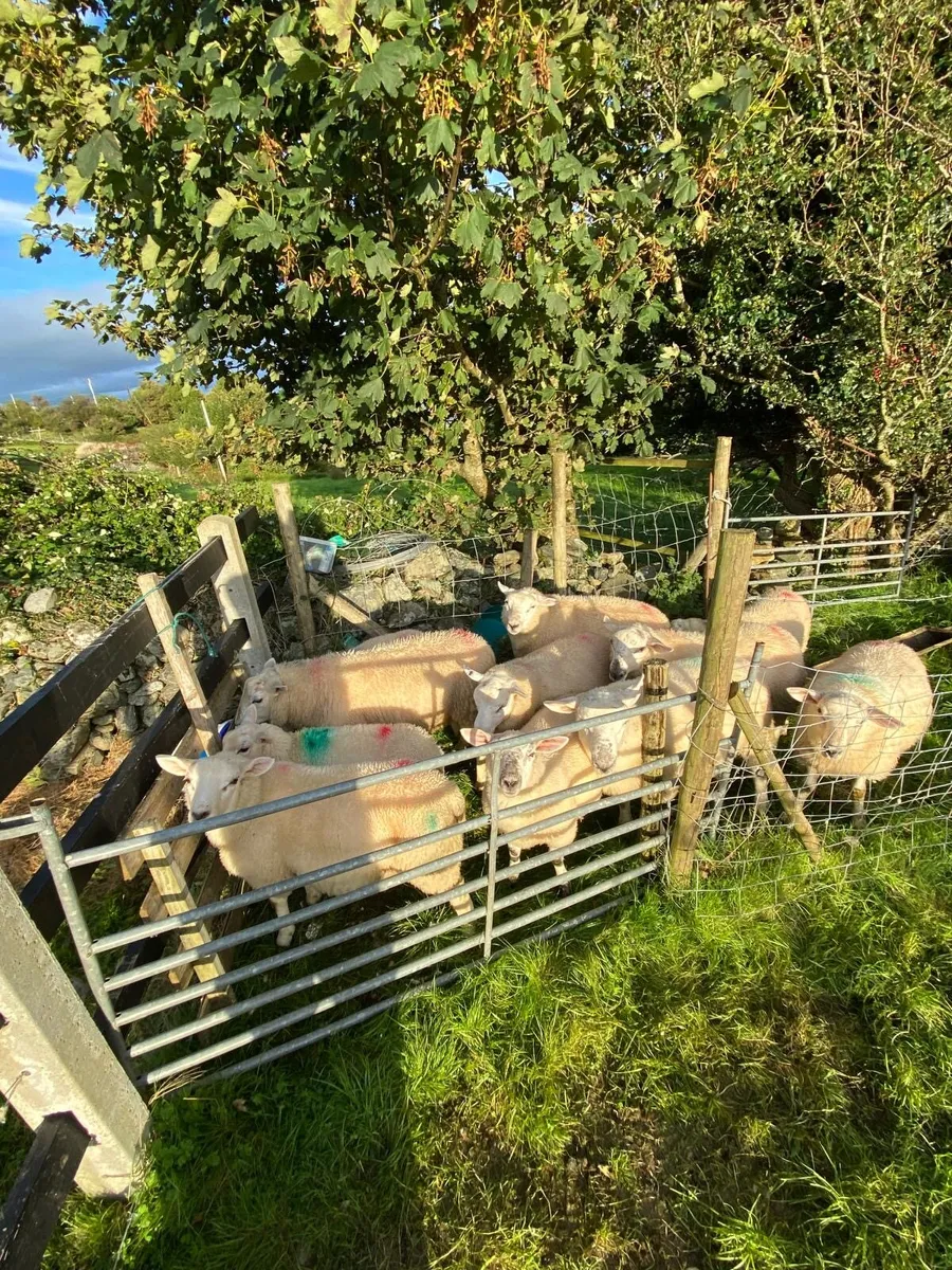 Crossbred Ram Lambs - Image 2