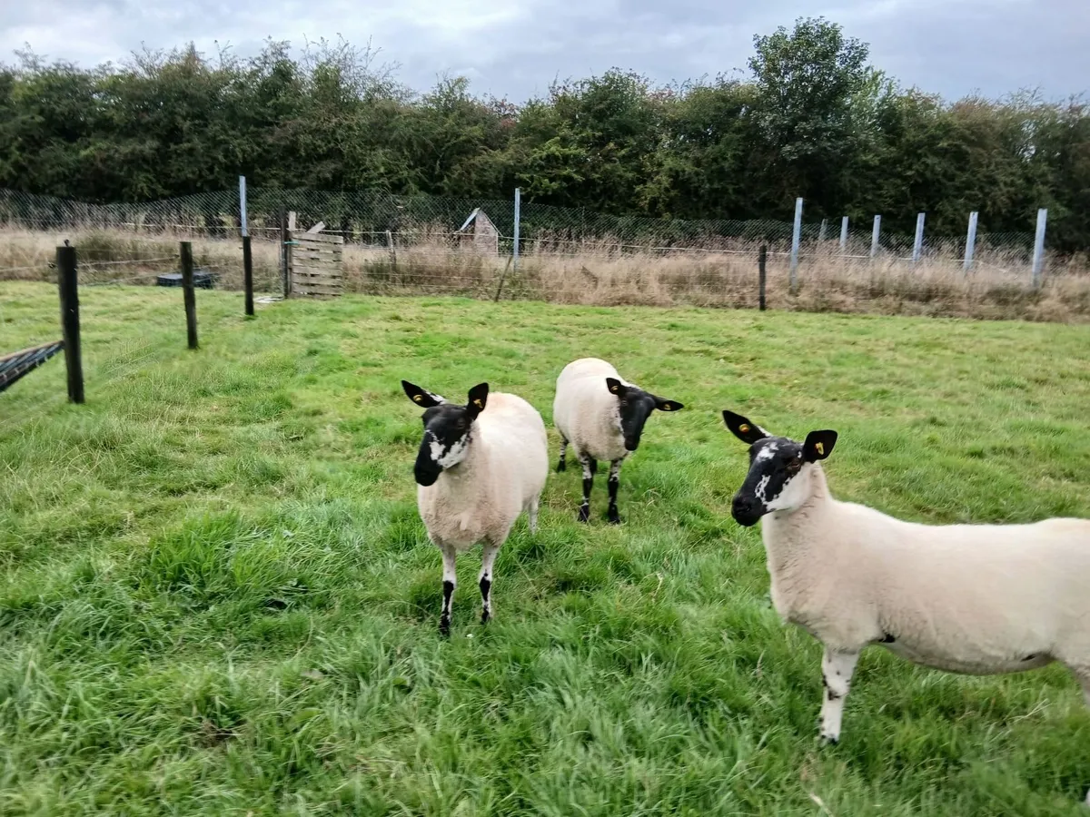 Sheep - Image 2